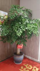 幸福树